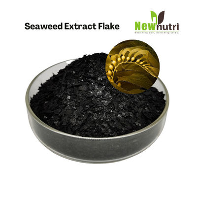 50% Organic Matter 18% K2O 18% Alginic Acid Seaweed Extract Powder