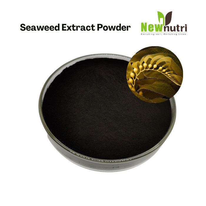 50% Organic Matter 18% K2O 18% Alginic Acid Seaweed Extract Powder